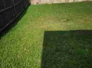 Jasmine G.'s Grass Cutting service result