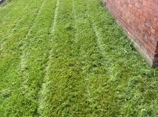 Eleni K.'s Lawn Service service result