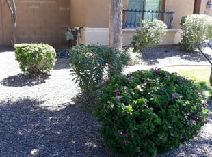 Bush Trimming by Raul Blanco for Doug B. in Gilbert, AZ