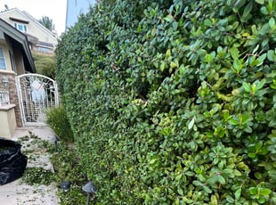 Bush Trimming by Omar Meraz for JOANNE B. in Mission Viejo, CA