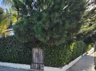Bush Trimming by Jose Martinez for Bo H. in Los Angeles, CA