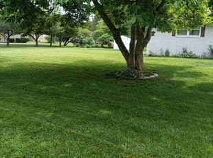 Diamonique H.'s Lawn Care service result