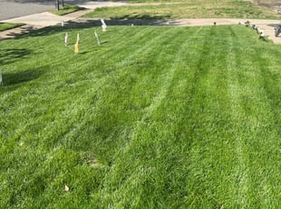 Laura G.'s Grass Cutting service result