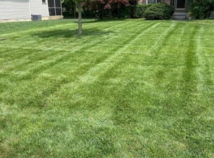 Ileana V.'s Lawn Service service result