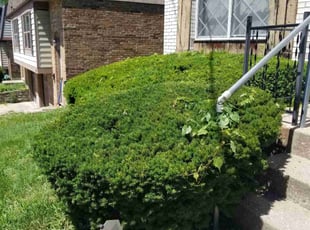 Bush Trimming by Douglas Kachele for Cheryl S. in Cincinnati, OH