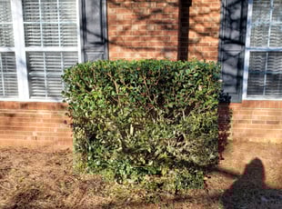 Bush Trimming by Timothy Streater for Dolores M. in Matthews, NC