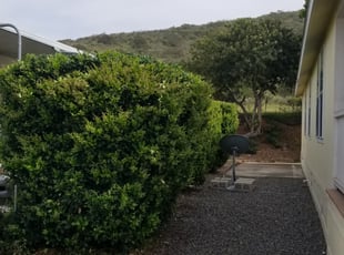 Bush Trimming by Orlando Miranda for Phileshia M. in Spring Valley, CA