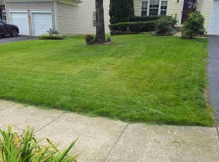 Sheila W.'s Lawn Mowing service result