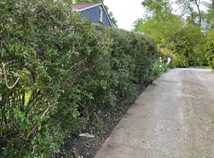 Weeding by Roderick Vaughn for Mike C. in Nashville, TN