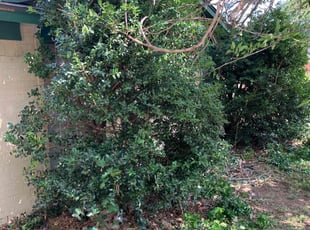 Bush Trimming by Jean louis Ouattara for Rodney H. in Fort Worth, TX