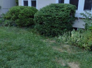 Bush Trimming by Matthew Spinelli for Melissa R. in Stratford, CT