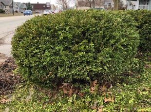 Bush Trimming by Cordell Fox for Ronda A. in Lansing, IL