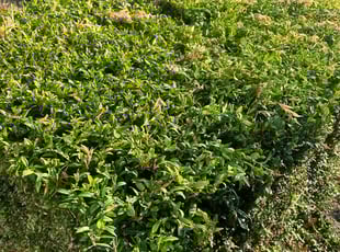 Bush Trimming by Richard Luiza Jr for Sally C. in Seattle, WA