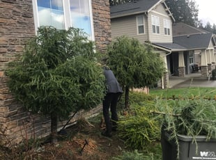 Bush Trimming by Todd Adamson for Maria D. in Redmond, WA