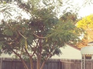 Bush Trimming by Gary Cooper for James M. in Portsmouth, VA
