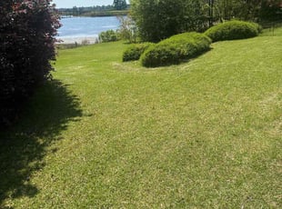 Patricia D.'s Grass Cutting service result