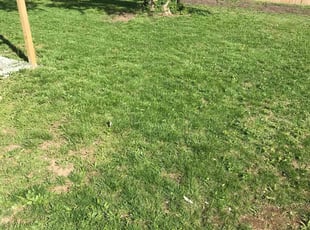 Leaf Removal by Sedrick Wesley for Mark R. in Kansas City, MO