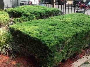 Bush Trimming by Allan Roberts for VALARIE C. in Washington, DC