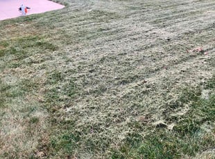 Avideh S.'s Lawn Mowing Service service result