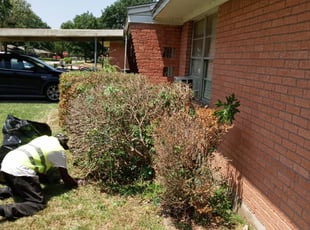 Bush Trimming by Demiteria Mattox for Fred R. in Houston, TX