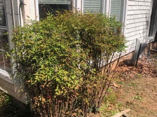 Bush Trimming by Paul Handley for Connie M. in Tulsa, OK