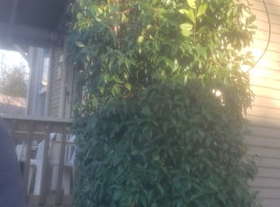 Bush Trimming by Riki Howry for Justin E. in Portland, OR