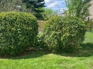 Bush Trimming by B.J. Schuetz for Tyler W. in Columbus, OH
