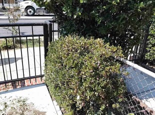 Bush Trimming by Allan Roberts for Sharon W. in Washington, DC