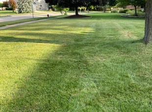Jose R.'s Lawn Mowing service result