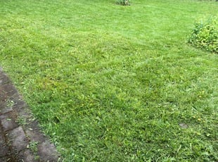 Dane C.'s Lawn Mowing service result