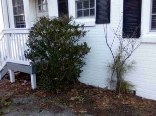 Bush Trimming by Willie Williams for Gayle Y. in Newport News, VA