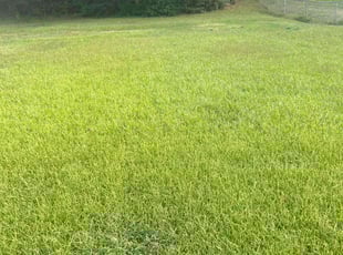 Andrea K.'s Lawn Maintenance service result
