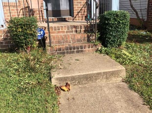Bush Trimming by Maria Ramos for Montiqua S. in Richmond, VA