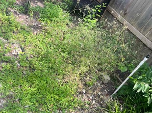 Weeding by Timetrius Williams for Brittany G. in Austin, TX
