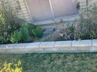 Weeding by Aaron Flores for Lynn K. in Glendale, AZ