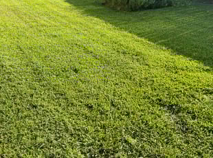 Jean C.'s Lawn Mowing Service service result