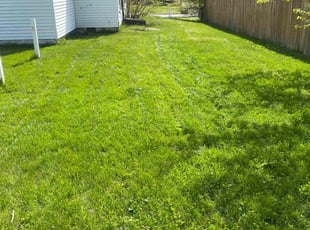 Anthony M.'s Lawn Mowing service result