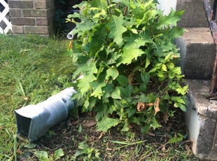 Bush Trimming by Christopher Sandoval for William J. in Washington, DC