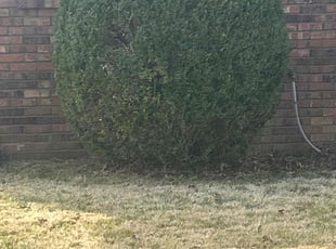 Bush Trimming by Doreena Gray for Todd W. in Belleville, IL
