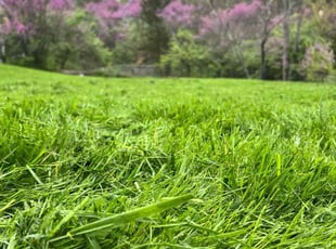 Juan R.'s Yard Cutting service result