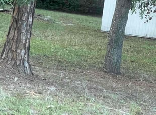 Sarah V.'s Bush Trimming service result