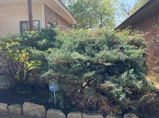 Bush Trimming by Marcos Perez for Latisha M. in Oklahoma City, OK