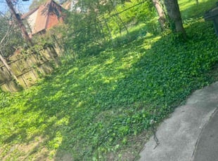 Bush Trimming by Kyran Bishop for Rebecca H. in Dayton, OH