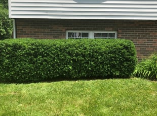 Bush Trimming by Mark Donoghue for Rebecca S. in Cincinnati, OH