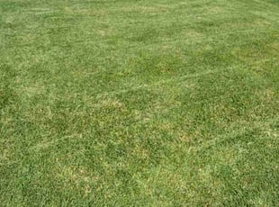 Daran D.'s Grass Cutting service result