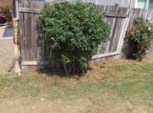 Bush Trimming by Paul Johnson for Jenetta w. in Rancho Cordova, CA