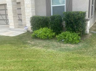 Bush Trimming by Bradley Matthiesen for David C. in San Antonio, TX