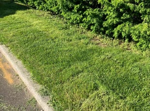 Michelle F.'s Lawn Service service result