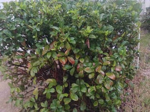 Teresita F.'s Bush Trimming service result