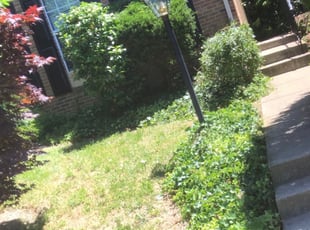 Bush Trimming by Darryl Blanchard for Zulema B. in Alexandria, VA